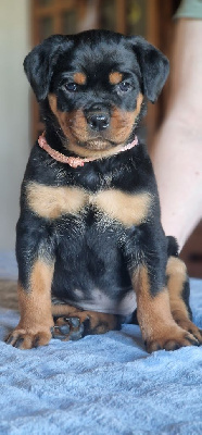 CHIOT 5