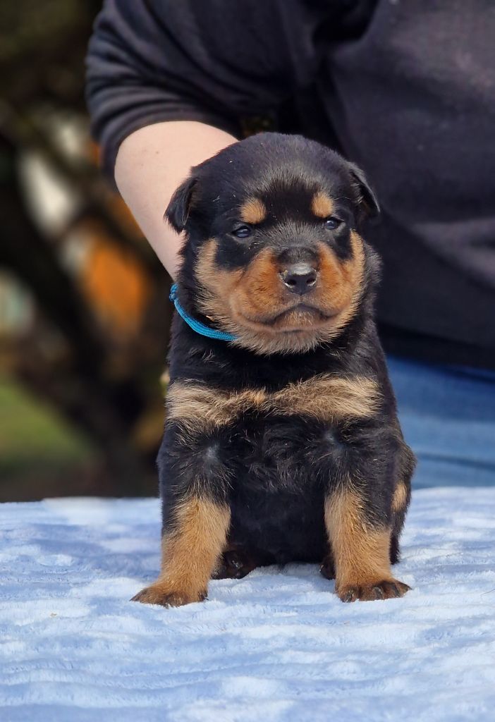 Guardians Of Kingdom - Chiots disponibles - Rottweiler